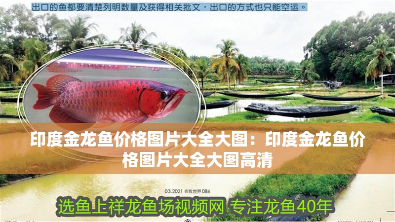 印度金龍魚價格圖片大全大圖：印度金龍魚價格圖片大全大圖高清 印度金龍魚價格圖片大全大圖：印度金龍魚價格圖片大全大圖高清 水族問答