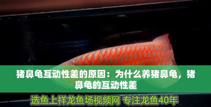 豬鼻龜互動性差的原因：為什么養(yǎng)豬鼻龜，豬鼻龜?shù)幕有圆? title=