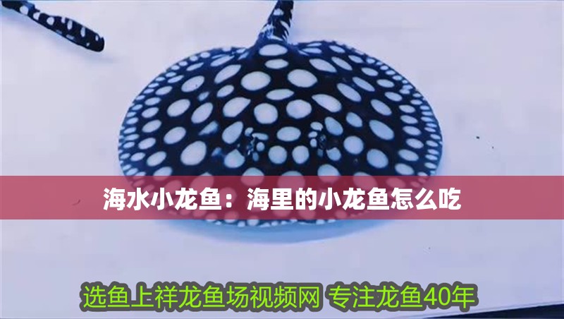 海水小龍魚：海里的小龍魚怎么吃