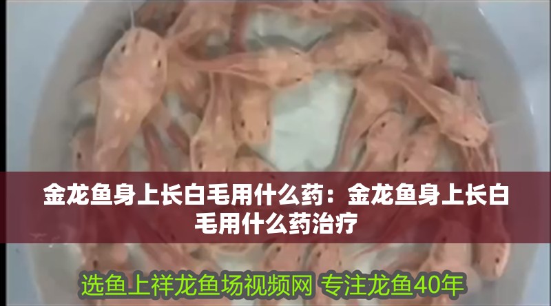 金龍魚身上長白毛用什么藥：金龍魚身上長白毛用什么藥治療