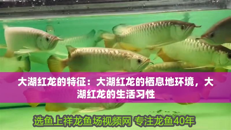 大湖紅龍的特征：大湖紅龍的棲息地環境，大湖紅龍的生活習性