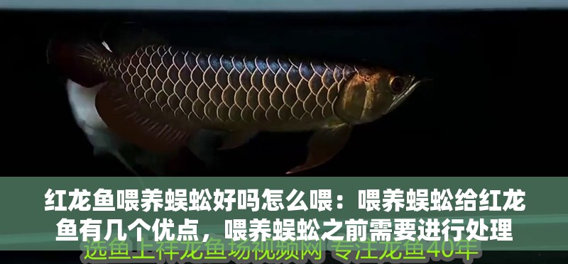 紅龍魚喂養(yǎng)蜈蚣好嗎怎么喂：喂養(yǎng)蜈蚣給紅龍魚有幾個(gè)優(yōu)點(diǎn)，喂養(yǎng)蜈蚣之前需要進(jìn)行處理