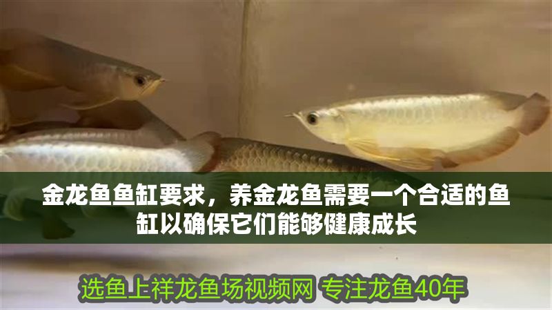 金龍魚魚缸要求，養金龍魚需要一個合適的魚缸以確保它們能夠健康成長