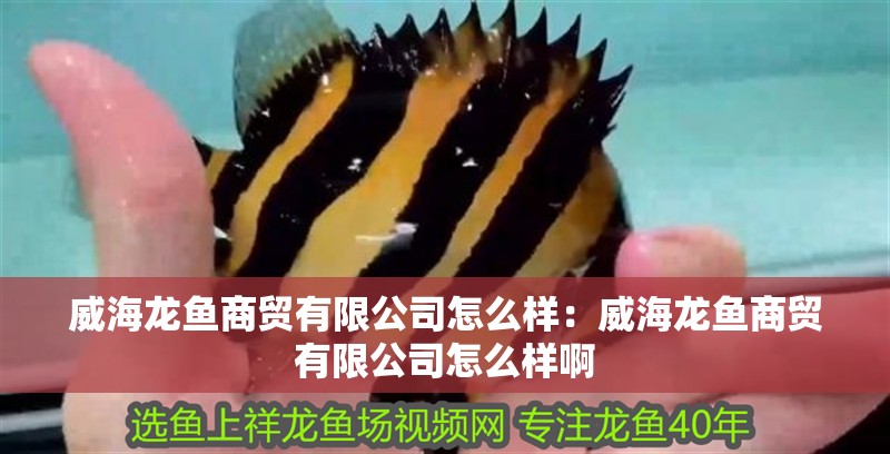 威海龍魚商貿有限公司怎么樣：威海龍魚商貿有限公司怎么樣啊
