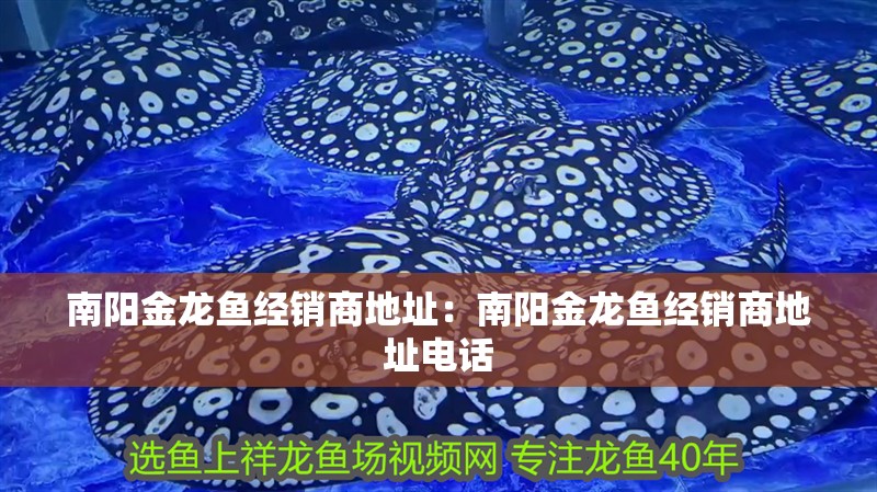 南陽金龍魚經銷商地址：南陽金龍魚經銷商地址電話 南陽金龍魚經銷商地址：南陽金龍魚經銷商地址電話 水族問答