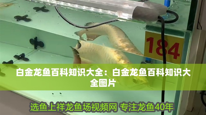 白金龍魚百科知識大全：白金龍魚百科知識大全圖片 白金龍魚百科知識大全：白金龍魚百科知識大全圖片 水族問答