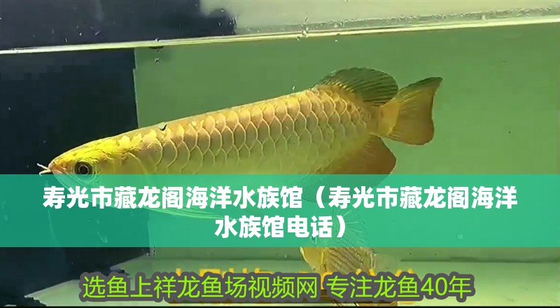 壽光市藏龍閣海洋水族館（壽光市藏龍閣海洋水族館電話） 壽光市藏龍閣海洋水族館（壽光市藏龍閣海洋水族館電話） 全國水族館企業(yè)名錄 第2張