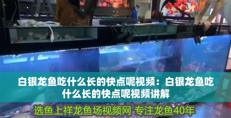 白銀龍魚吃什么長的快點呢視頻：白銀龍魚吃什么長的快點呢視頻講解 白銀龍魚吃什么長的快點呢視頻：白銀龍魚吃什么長的快點呢視頻講解 水族問答
