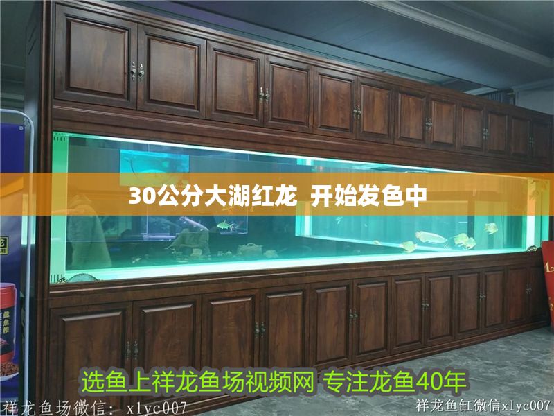 30公分大湖紅龍  開始發色中