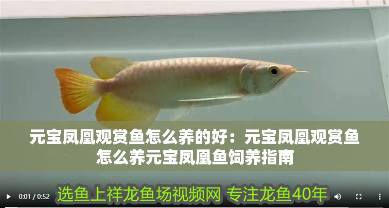元寶鳳凰觀賞魚怎么養的好：元寶鳳凰觀賞魚怎么養元寶鳳凰魚飼養指南