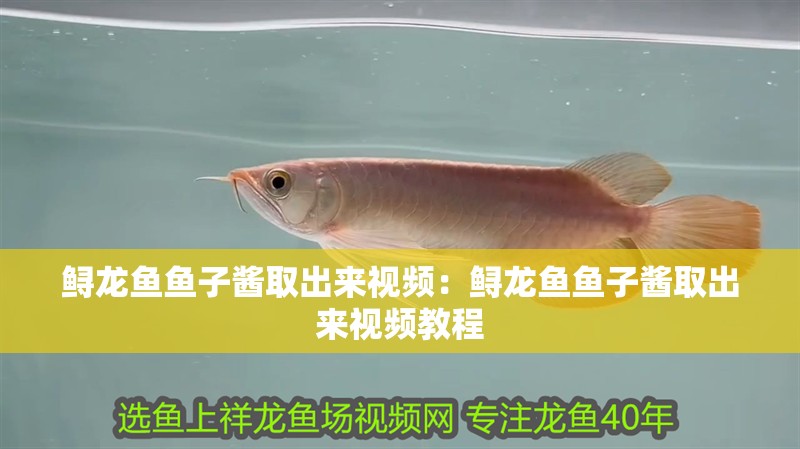 鱘龍魚魚子醬取出來視頻：鱘龍魚魚子醬取出來視頻教程