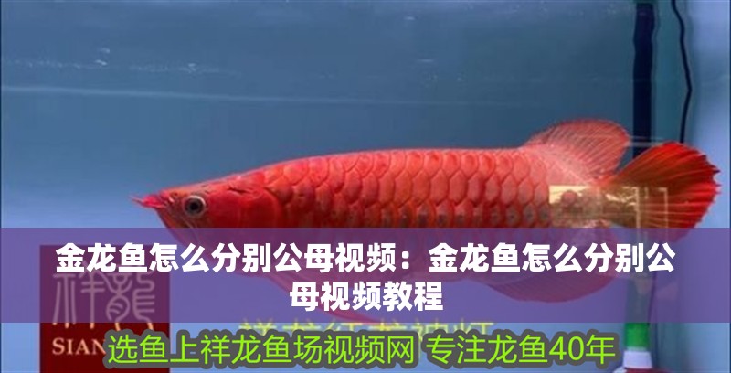 金龍魚怎么分別公母視頻：金龍魚怎么分別公母視頻教程