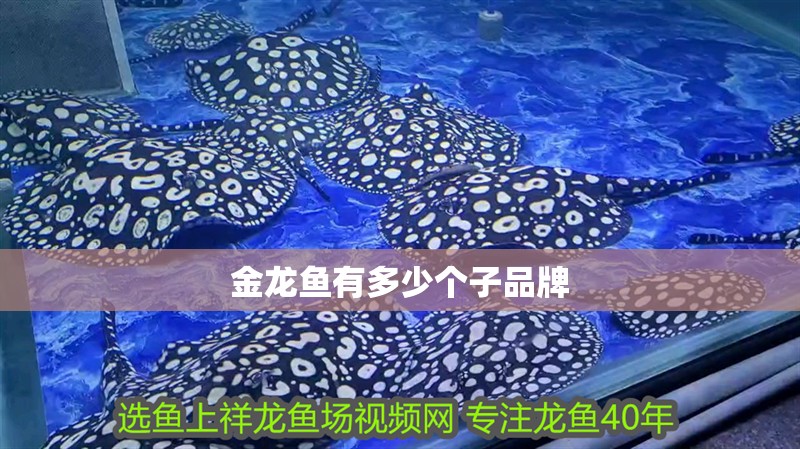 金龍魚有多少個子品牌