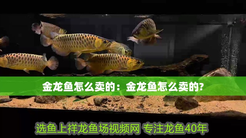 金龍魚怎么賣的：金龍魚怎么賣的?