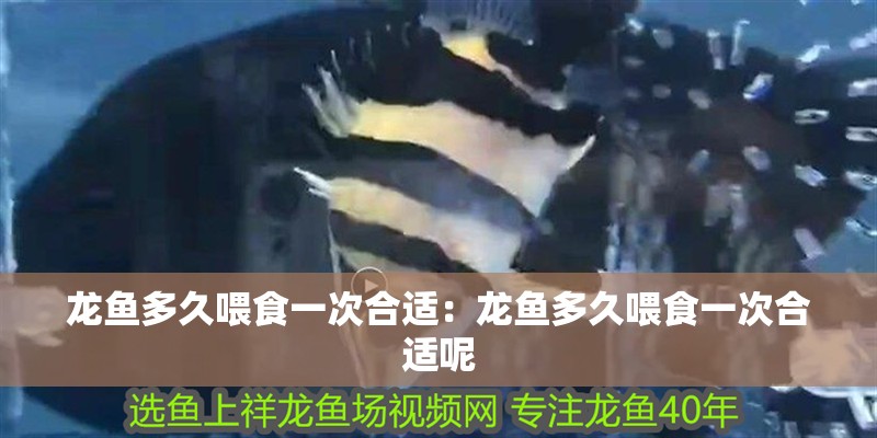 龍魚多久喂食一次合適：龍魚多久喂食一次合適呢