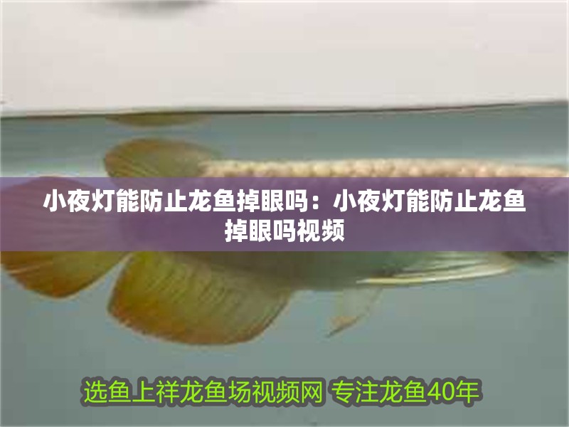 小夜燈能防止龍魚掉眼嗎：小夜燈能防止龍魚掉眼嗎視頻