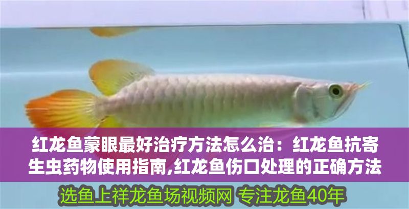 紅龍魚蒙眼最好治療方法怎么治：紅龍魚抗寄生蟲藥物使用指南,紅龍魚傷口處理的正確方法