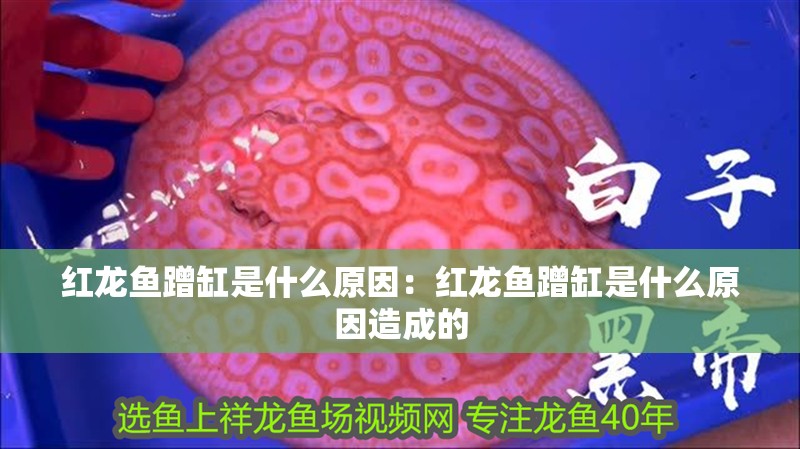 紅龍魚蹭缸是什么原因:紅龍魚蹭缸是什么原因造成的 水族問答 紅龍魚蹭缸是什么原因:紅龍魚蹭缸是什么原因造成的 紅龍魚蹭缸是什么原因:紅龍魚蹭缸是什么原因造成的 水族問答