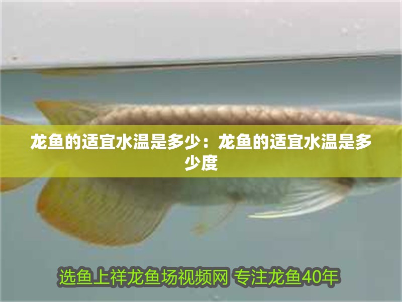 龍魚的適宜水溫是多少：龍魚的適宜水溫是多少度