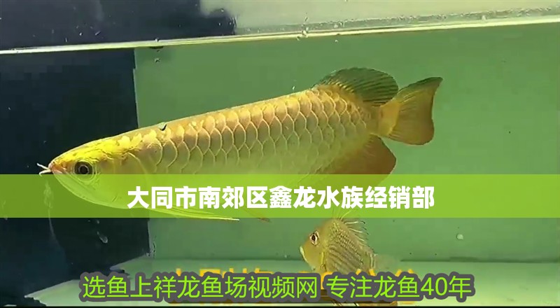大同市南郊區(qū)鑫龍水族經銷部