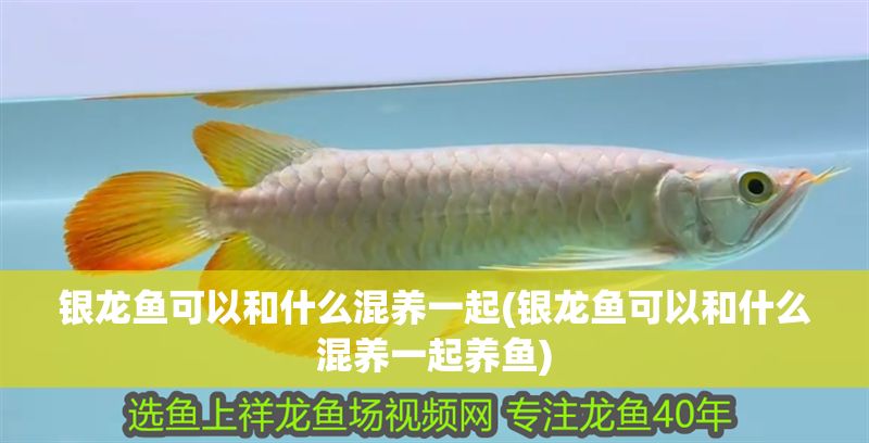 銀龍魚可以和什么混養一起(銀龍魚可以和什么混養一起養魚)