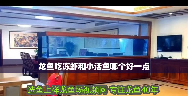 龍魚吃凍蝦和小活魚哪個(gè)好一點(diǎn) 龍魚百科 第2張 龍魚吃凍蝦和小活魚哪個(gè)好一點(diǎn) 龍魚吃凍蝦和小活魚哪個(gè)好一點(diǎn) 龍魚百科 第2張