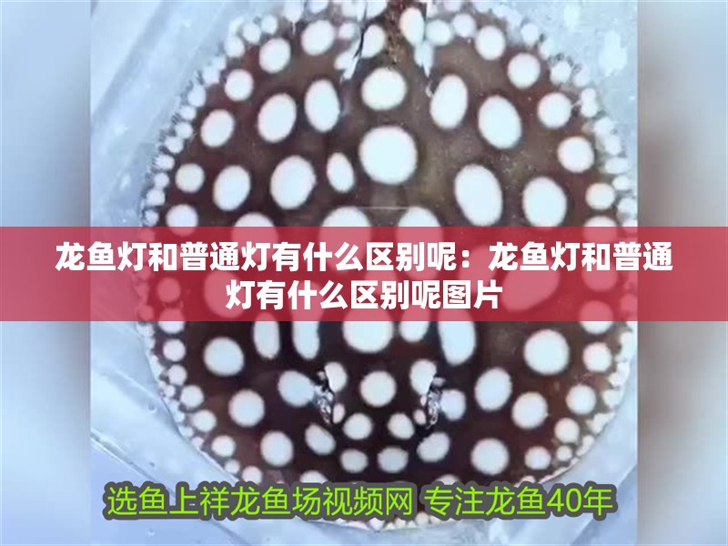 龍魚燈和普通燈有什么區別呢：龍魚燈和普通燈有什么區別呢圖片 龍魚燈和普通燈有什么區別呢：龍魚燈和普通燈有什么區別呢圖片 水族問答