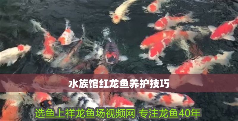 水族館紅龍魚養(yǎng)護技巧 水族館紅龍魚養(yǎng)護技巧 水族館百科（水族館加盟） 第2張
