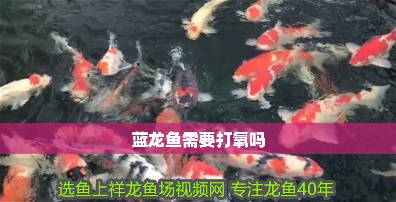 藍龍魚需要打氧嗎