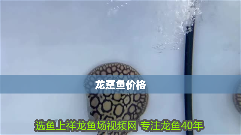 龍躉魚價格