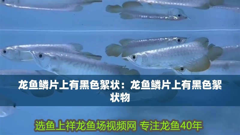 龍魚鱗片上有黑色絮狀：龍魚鱗片上有黑色絮狀物