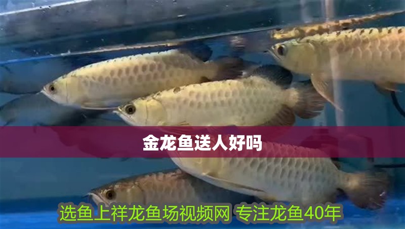 金龍魚送人好嗎