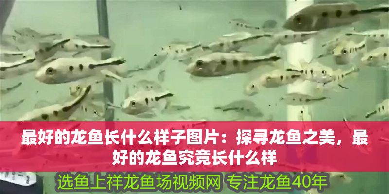 最好的龍魚長什么樣子圖片：探尋龍魚之美，最好的龍魚究竟長什么樣