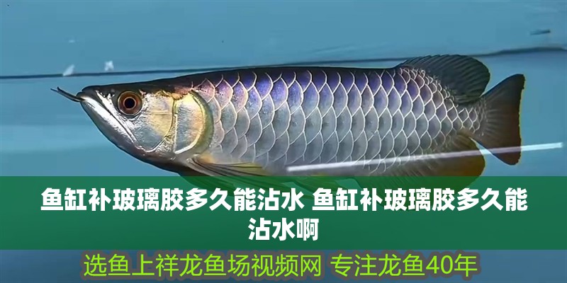 魚缸補玻璃膠多久能沾水 魚缸補玻璃膠多久能沾水啊