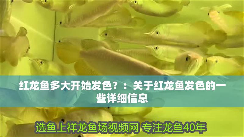 紅龍魚多大開始發色？：關于紅龍魚發色的一些詳細信息