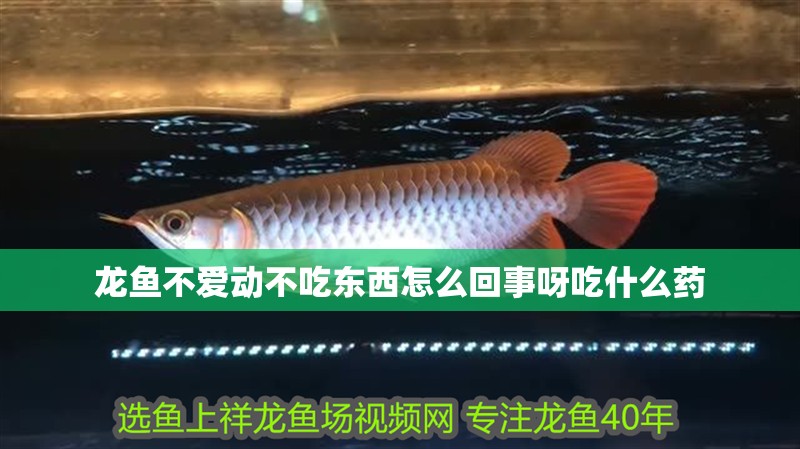 龍魚不愛動不吃東西怎么回事呀吃什么藥