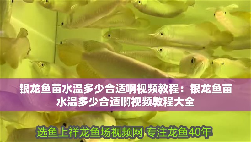銀龍魚(yú)苗水溫多少合適啊視頻教程：銀龍魚(yú)苗水溫多少合適啊視頻教程大全