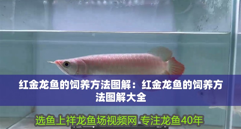 魚缸里的小魚簡筆畫圖片(魚缸里面的小魚簡畫)