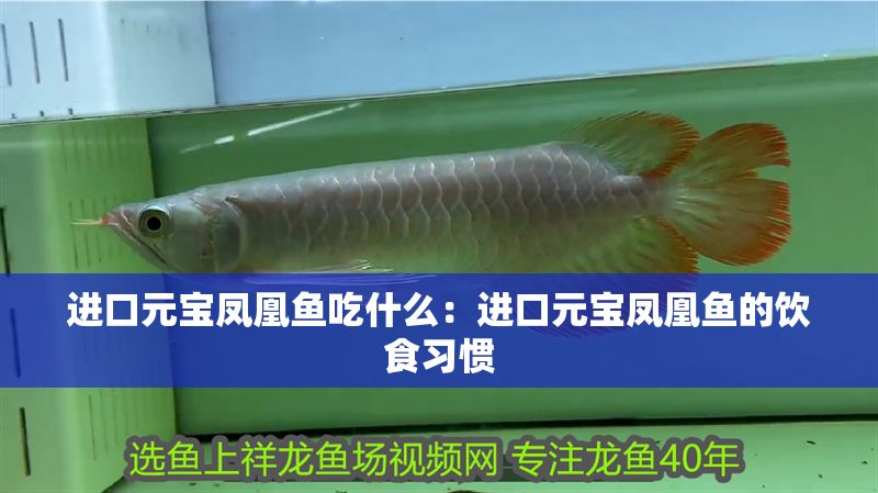 進口元寶鳳凰魚吃什么：進口元寶鳳凰魚的飲食習慣