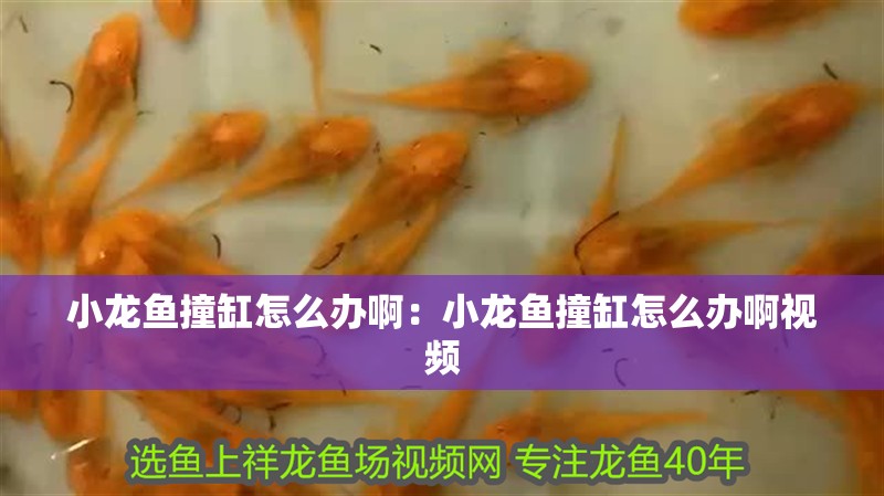 小龍魚撞缸怎么辦?。盒↓堲~撞缸怎么辦啊視頻