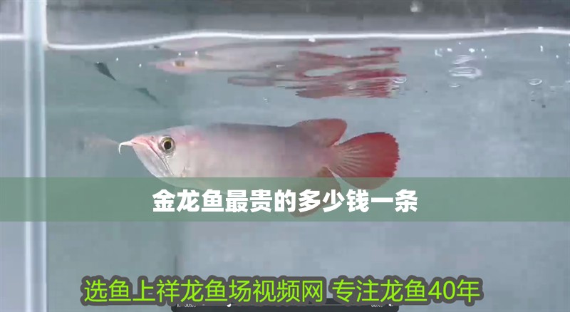 金龍魚最貴的多少錢一條