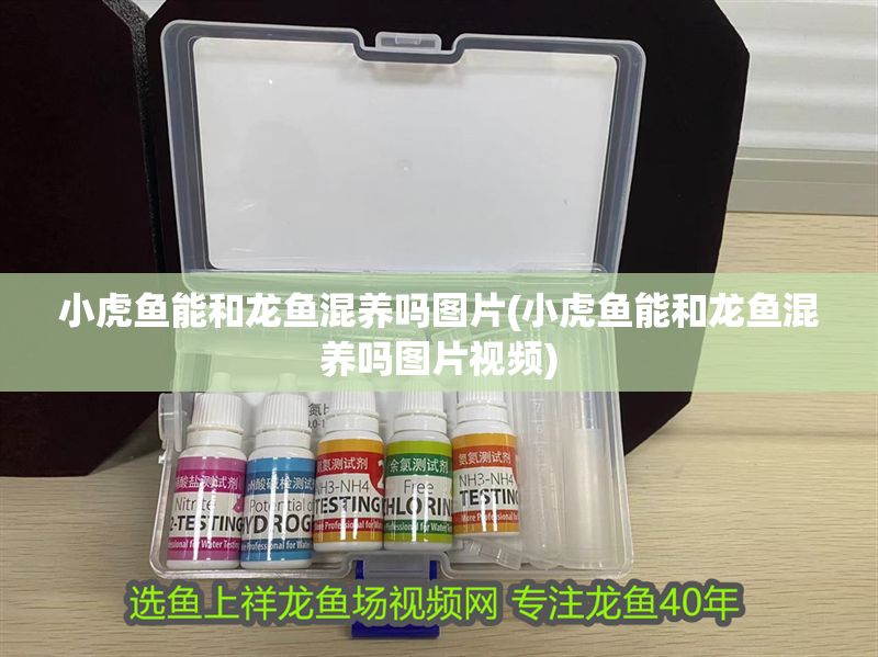 小虎魚能和龍魚混養嗎圖片(小虎魚能和龍魚混養嗎圖片視頻) 小虎魚能和龍魚混養嗎圖片(小虎魚能和龍魚混養嗎圖片視頻) 虎魚百科 第1張