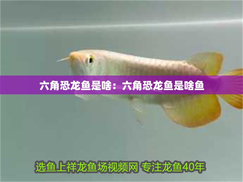 豬鼻龜繁殖視頻(豬鼻龜繁殖視頻大全) 豬鼻龜百科 豬鼻龜繁殖視頻(豬鼻龜繁殖視頻大全) 豬鼻龜繁殖視頻(豬鼻龜繁殖視頻大全) 豬鼻龜百科