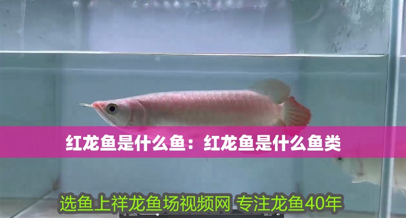 紅龍魚是什么魚：紅龍魚是什么魚類