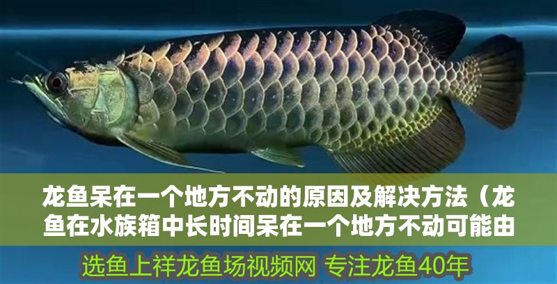 龍魚呆在一個地方不動的原因及解決方法（龍魚在水族箱中長時間呆在一個地方不動可能由多種因素引起）