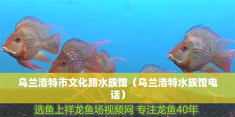 烏蘭浩特市文化路水族館（烏蘭浩特水族館電話） 烏蘭浩特市文化路水族館（烏蘭浩特水族館電話） 全國水族館企業名錄 第2張