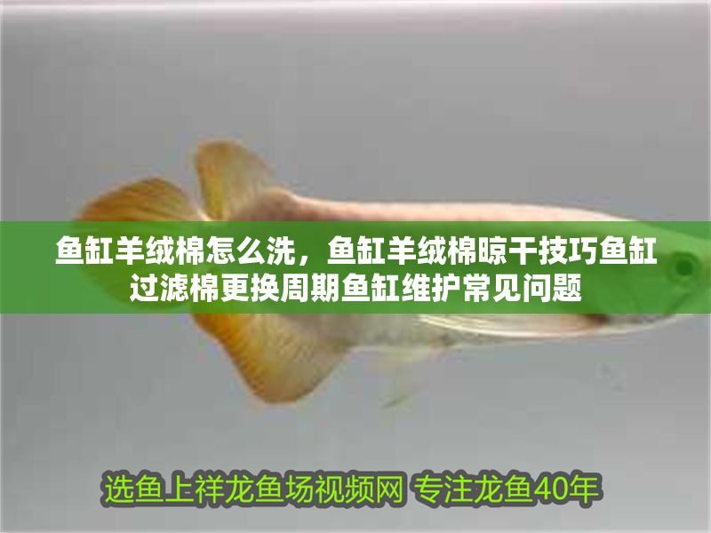 魚缸羊絨棉怎么洗,魚缸羊絨棉晾干技巧魚缸過濾棉更換周期魚缸維護常見問題 魚缸百科 第7張 魚缸羊絨棉怎么洗,魚缸羊絨棉晾干技巧魚缸過濾棉更換周期魚缸維護常見問題 魚缸羊絨棉怎么洗,魚缸羊絨棉晾干技巧魚缸過濾棉更換周期魚缸維護常見問題 魚缸百科 第7張