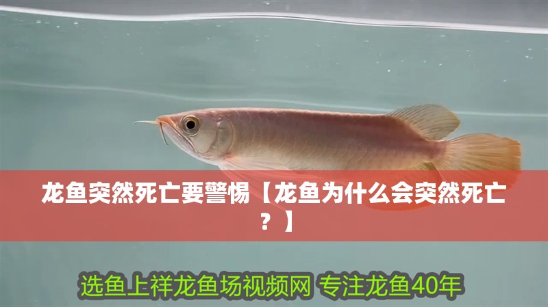 龍魚突然死亡要警惕【龍魚為什么會突然死亡？】