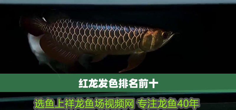 紅龍發(fā)色排名前十