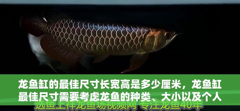 龍魚缸的最佳尺寸長寬高是多少厘米，龍魚缸最佳尺寸需要考慮龍魚的種類、大小以及個(gè)人飼養(yǎng)需求